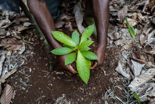 Cacaco Barry Callebaut et Nestlé s associent pour un projet d